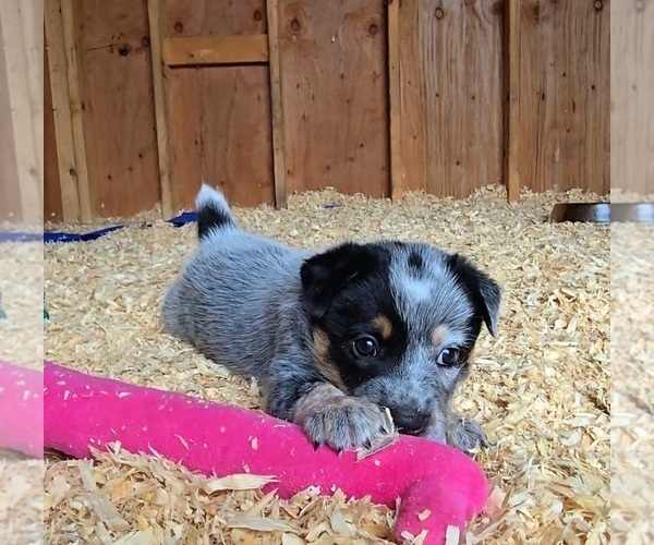 Medium Photo #7 Australian Cattle Dog Puppy For Sale in CURRAN, MI, USA