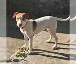 Small #1 Labrador Retriever Mix
