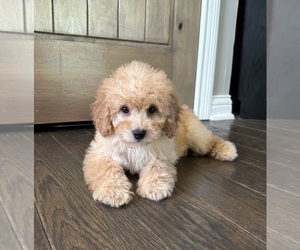 Goldendoodle (Miniature) Puppy for sale in FRANKLIN, IN, USA