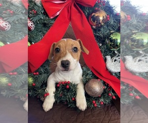 Jack Russell Terrier Puppy for sale in RUSSELLVILLE, AL, USA