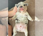 Small #8 French Bulldog