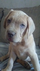 Cane Corso Puppy for sale in CONSHOHOCKEN, PA, USA