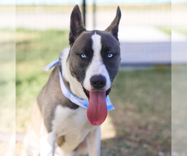 Medium Photo #1 Siberian Husky-Unknown Mix Puppy For Sale in San Antonio, TX, USA