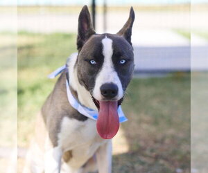 Siberian Husky-Unknown Mix Dogs for adoption in San Antonio, TX, USA