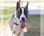 Small Siberian Husky Mix