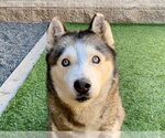 KIARA - Female Siberian Husky Dog for Adoption - Small photo