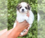 Small #2 Papillon Mix