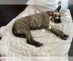 Small #6 Labrador Retriever-Plott Hound Mix