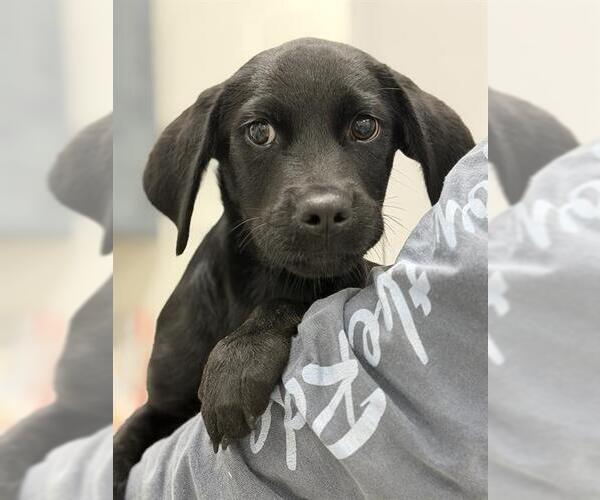 Medium Photo #1 Labrador Retriever Puppy For Sale in Canfield, OH, USA