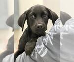 FUSILLI - Female Labrador Retriever Dog for Adoption - Small photo