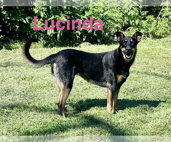 Medium Photo #1 Beauceron-German Shepherd Dog Mix Puppy For Sale in Topeka, KS, USA