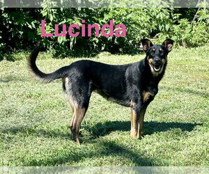 Beauceron-German Shepherd Dog Mix Dogs for adoption in Topeka, KS, USA