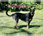 Small Beauceron-German Shepherd Dog Mix