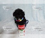 Small #1 Poodle (Toy)