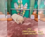 Small Photo #2 Labrador Retriever Puppy For Sale in ROGUE RIVER, OR, USA