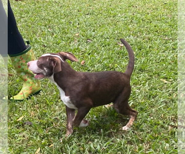 Medium Photo #3 Mutt Puppy For Sale in Canton, CT, USA
