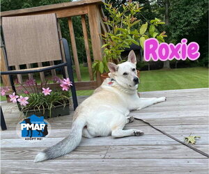 Roxie - Female Siberian Husky-Unknown Mix Dog for Adoption - Photo #4