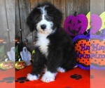 Small Photo #8 Sheepadoodle Puppy For Sale in ASPERMONT, TX, USA