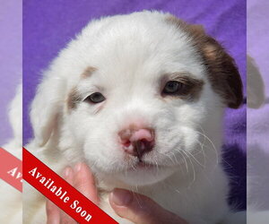 American Staffordshire Terrier-Boston Terrier Mix Dogs for adoption in Huntley, IL, USA