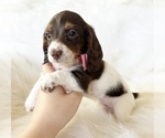 Small #2 Dachshund