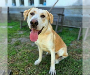 Labrador Retriever Dogs for adoption in Long Beach, CA, USA