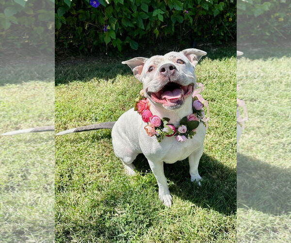 Medium Photo #9 American Pit Bull Terrier-Unknown Mix Puppy For Sale in Redlands, CA, USA