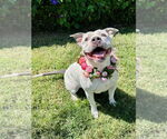 Small #8 American Pit Bull Terrier Mix