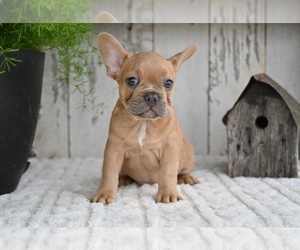 French Bulldog Puppy for sale in MILLERSBURG, OH, USA