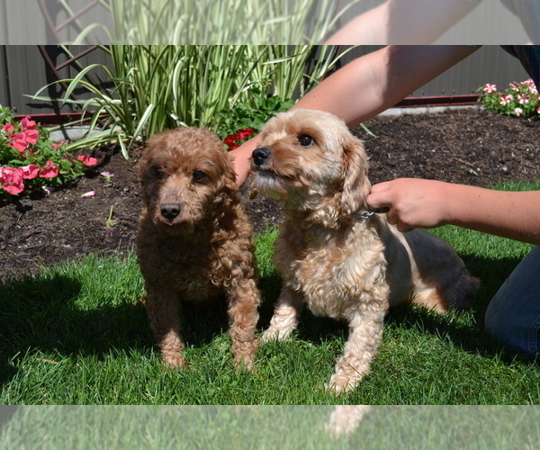 Medium Photo #1 Cavapoo mix (+ Poodle Miniature) Puppy For Sale in GREENWOOD, WI, USA