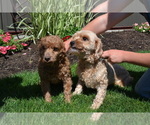Small Photo #1 Cavapoo mix (+ Poodle Miniature) Puppy For Sale in GREENWOOD, WI, USA