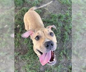 American Pit Bull Terrier Dogs for adoption in Bakersfield, CA, USA