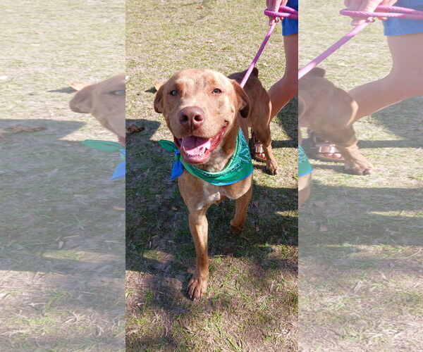 Medium Photo #7 Labrador Retriever-Unknown Mix Puppy For Sale in Monticello, MS, USA