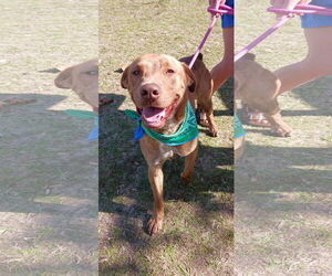 Tucker - Male Labrador Retriever-Unknown Mix Dog for Adoption - Photo #7