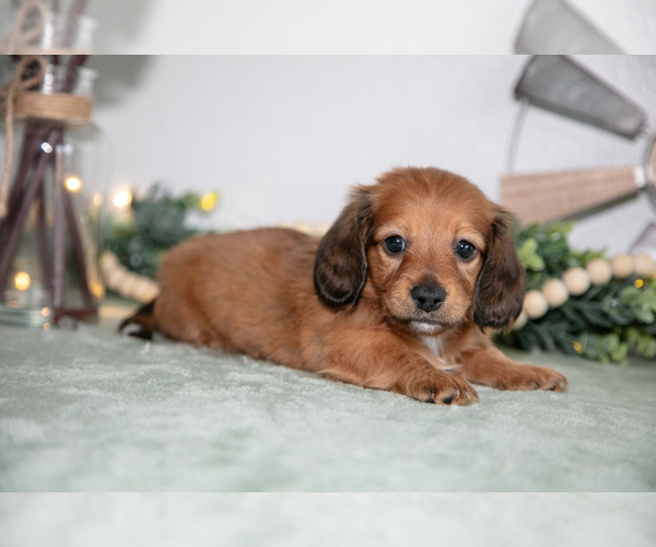 Medium Photo #1 Dachshund Puppy For Sale in GOSHEN, IN, USA