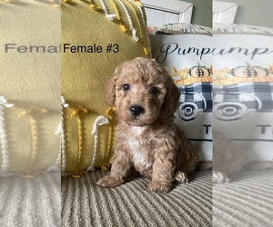 Poochon Puppy for sale in MORAVIA, NY, USA