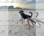 Small #4 Beagle Mix