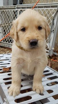 Medium Photo #1 Golden Retriever Puppy For Sale in WILLOW SPRINGS, MO, USA