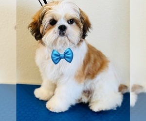 Shih Tzu Puppy for Sale in ORLANDO, Florida USA