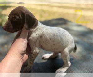 German Shorthaired Pointer Puppy for sale in BONIFAY, FL, USA