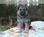 Small #4 German Shepherd Dog
