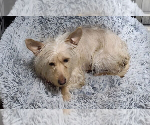 Medium Photo #1 Cairn Terrier-Dachshund Mix Puppy For Sale in Mukwonago, WI, USA