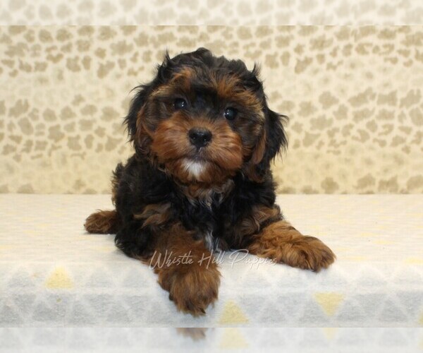 Medium Photo #2 Cavapoo Puppy For Sale in DENVER, PA, USA