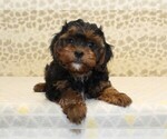 Small #1 Cavapoo