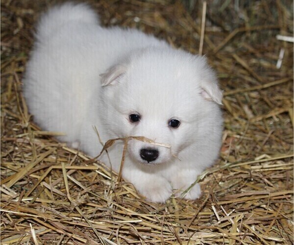 Medium Photo #1 American Eskimo Dog Puppy For Sale in DALTON, OH, USA