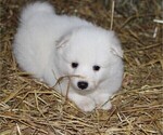 Small Photo #1 American Eskimo Dog Puppy For Sale in DALTON, OH, USA