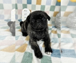 Pug Puppy for sale in FRANKLIN, IN, USA