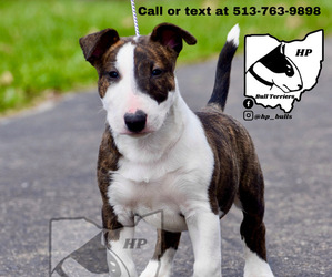 Bull Terrier Puppy for sale in CINCINNATI, OH, USA