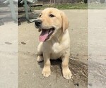 Small #4 Labrador Retriever