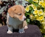 Small Photo #44 Pembroke Welsh Corgi Puppy For Sale in GOSHEN, IN, USA