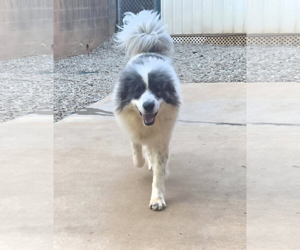 Medium Photo #6 Great Pyrenees-Unknown Mix Puppy For Sale in Thomasville, NC, USA